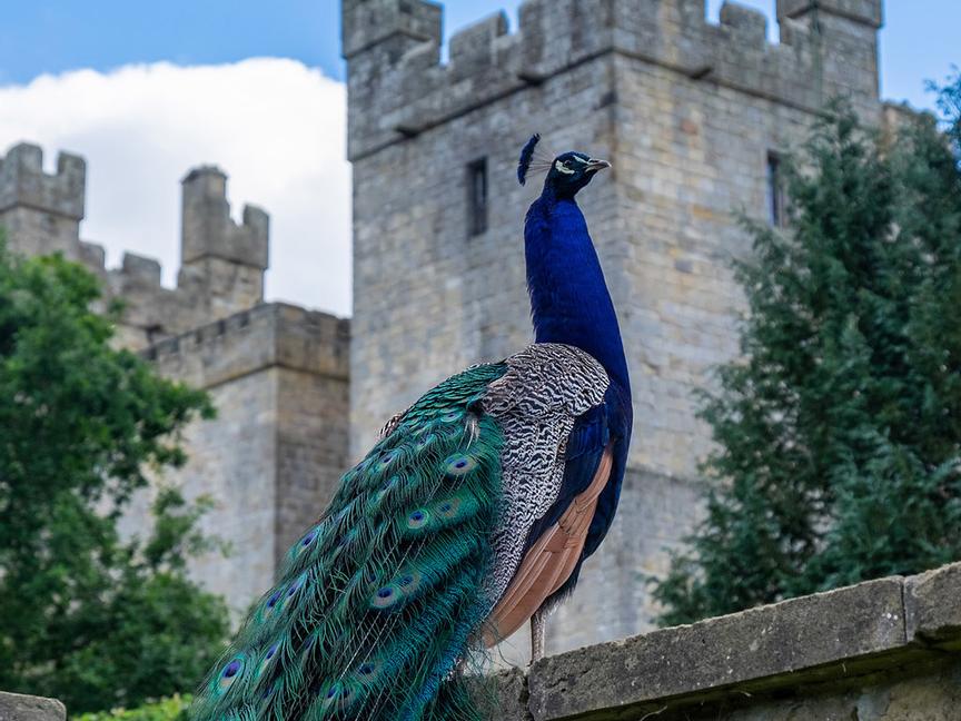 Langley Castle Hotel | NE47 5LU | 1